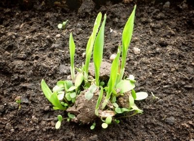 Bombas de semillas colocadas en un jardín