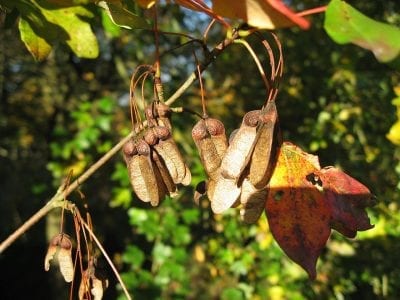 Sámaras aladas de Acer monspessulanum, semillas de arce