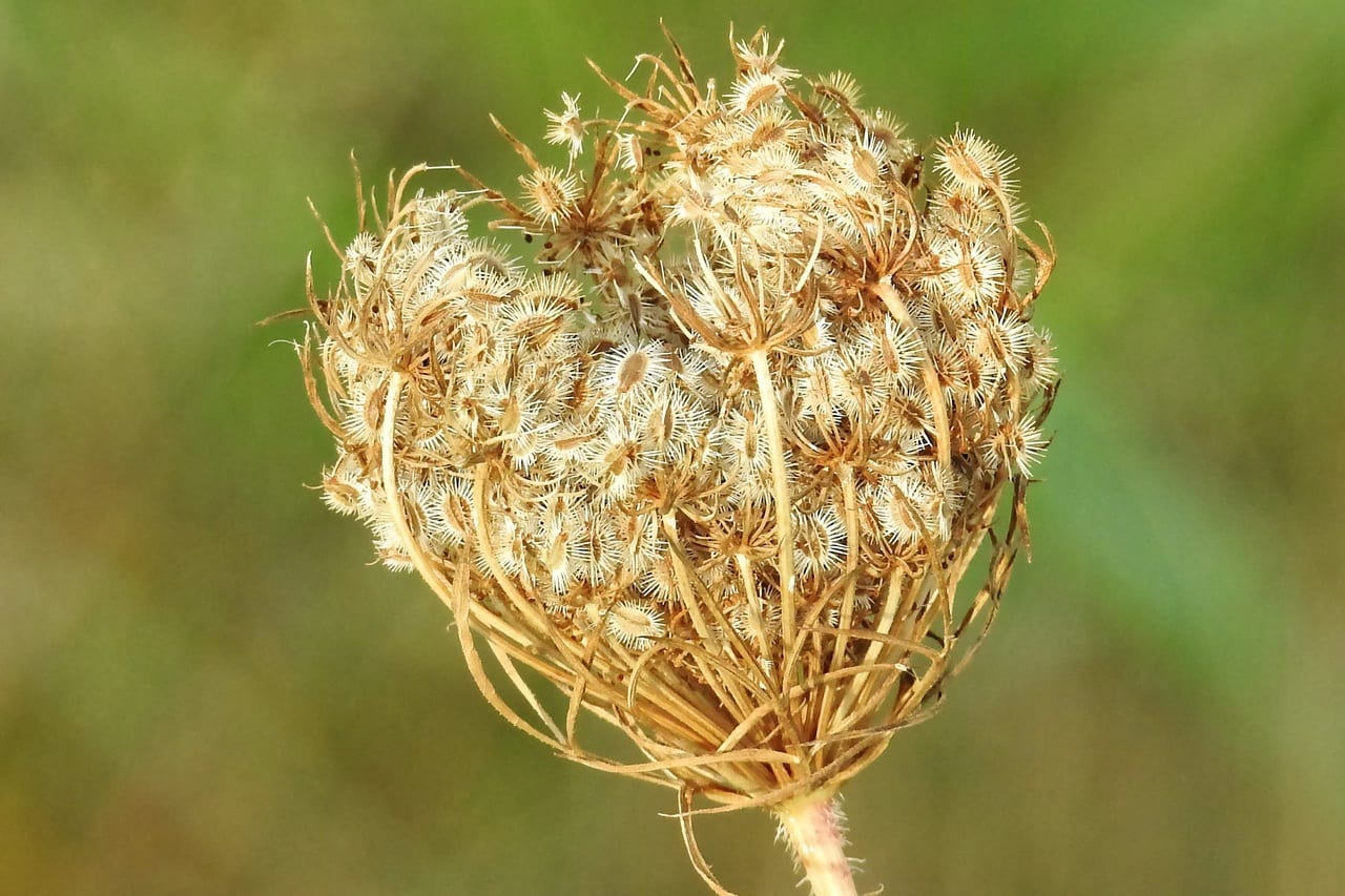 Ventajas de las plantas con semillas: qué ganaron
