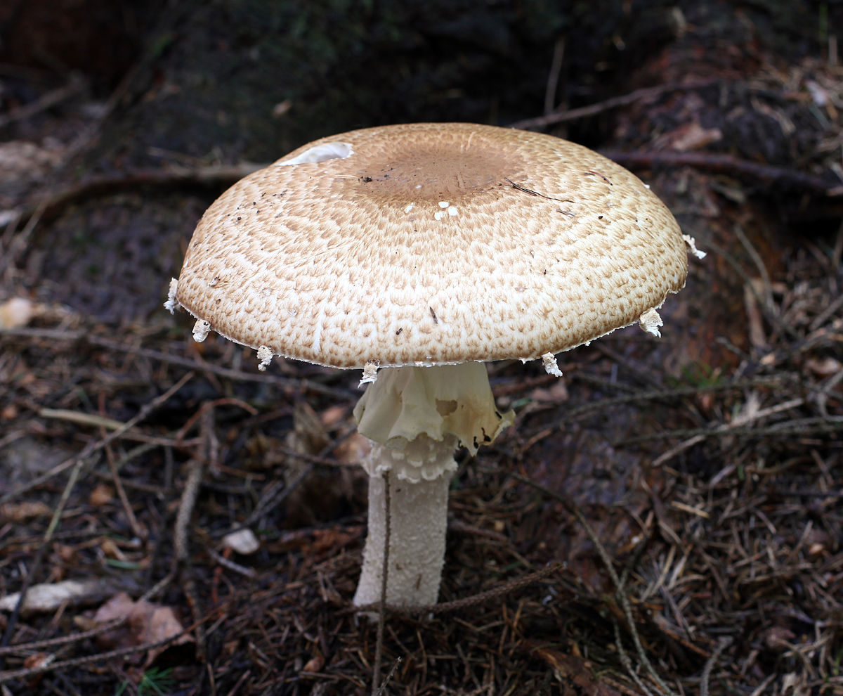 Agaricus augustus
