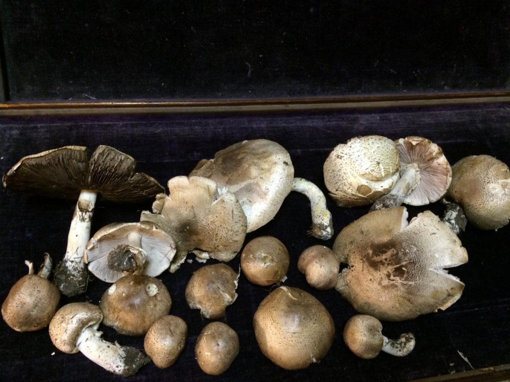 Ejemplares de Agaricus blazei o champiñón del sol