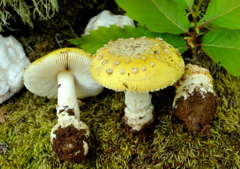 Amanita junquillea, sinónimo de Amanita gemmata, creciendo bajo pinos