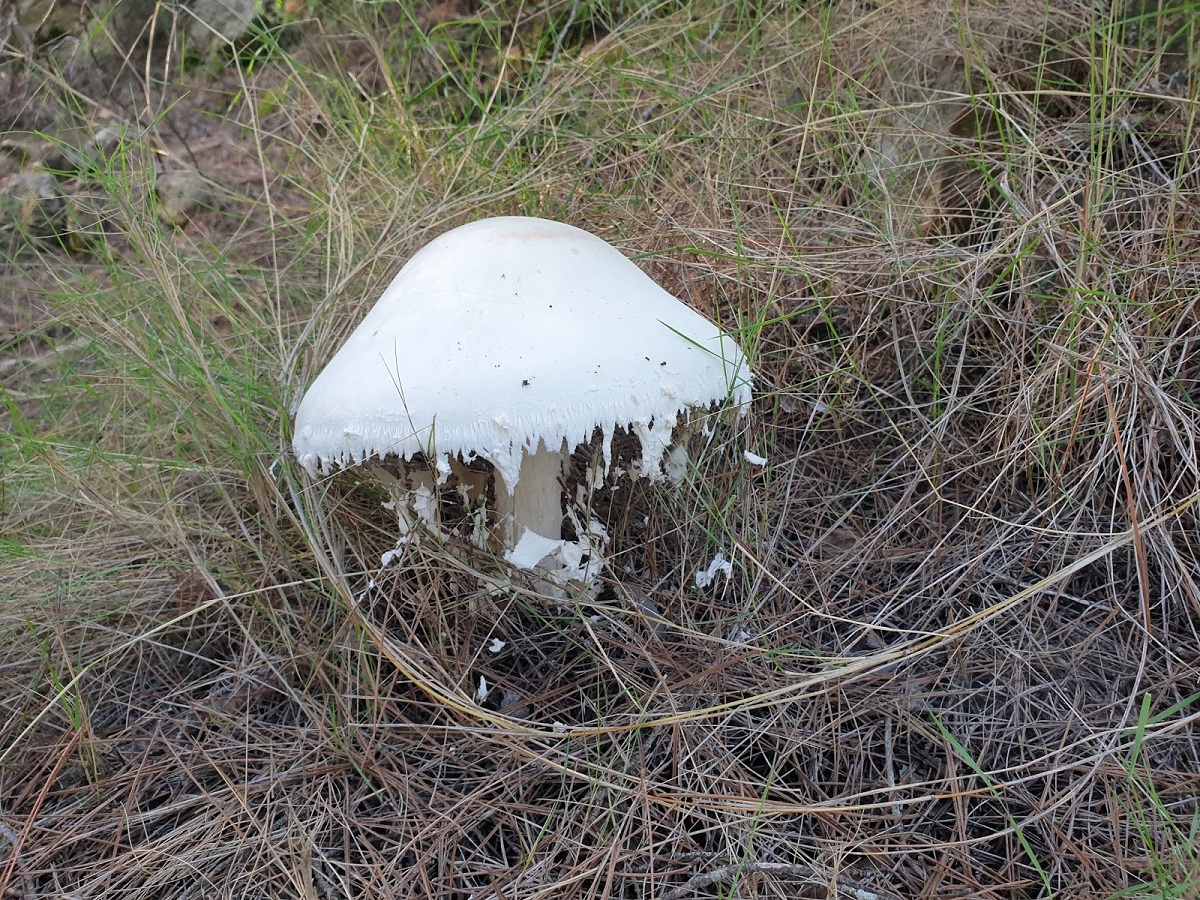 Reconocimiento de la Amanita ovoidea
