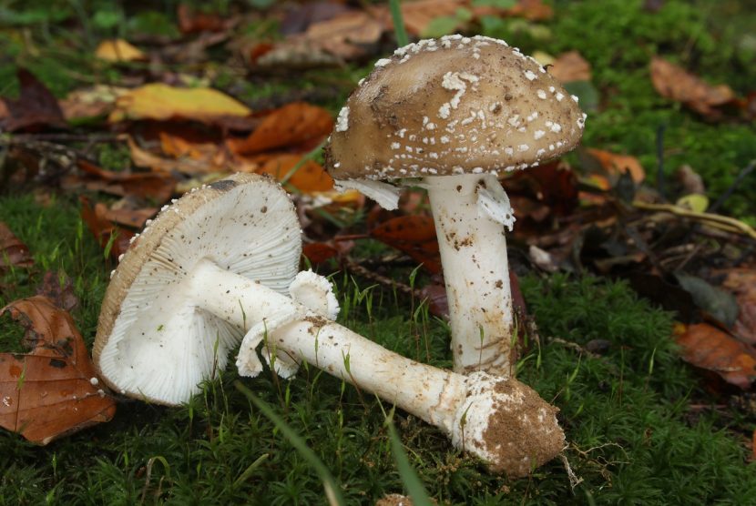Detalle del pie y del reborde circular de la base en Amanita pantherina