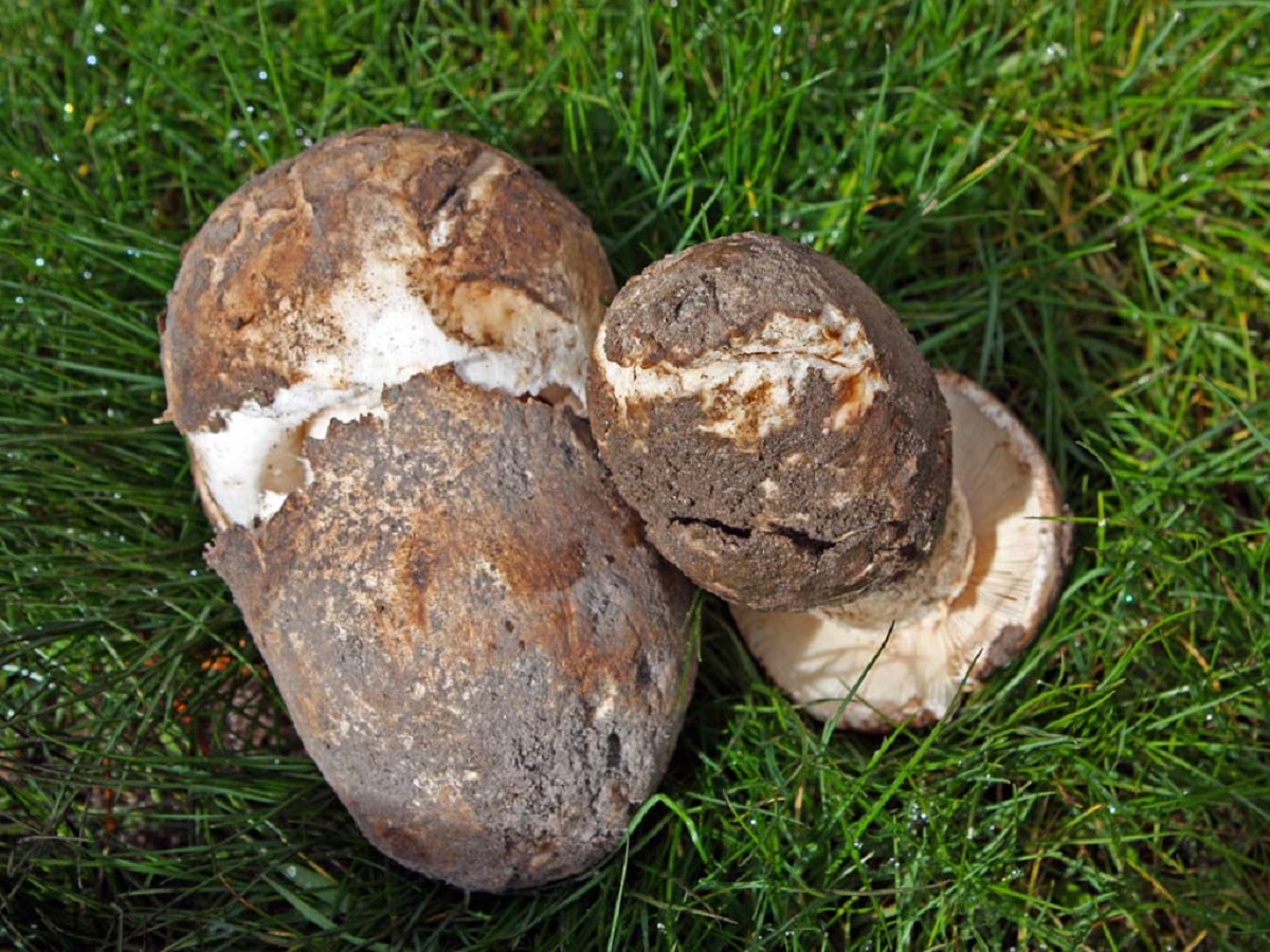 Amanita ponderosa