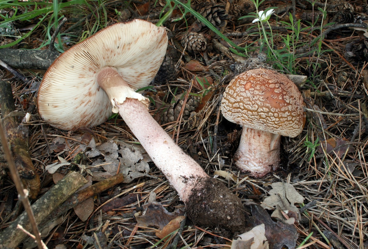 Amanita vinosa