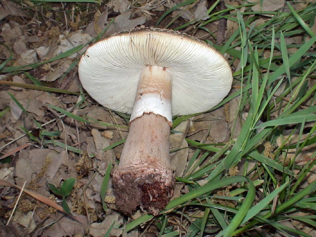 Características de la Amanita rubescens