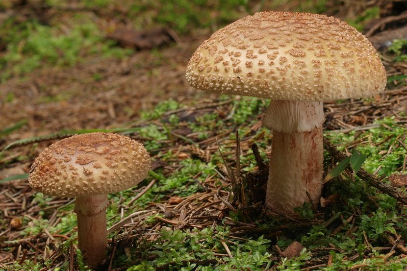 Detalle del sombrero de Amanita rubescens con restos del velo