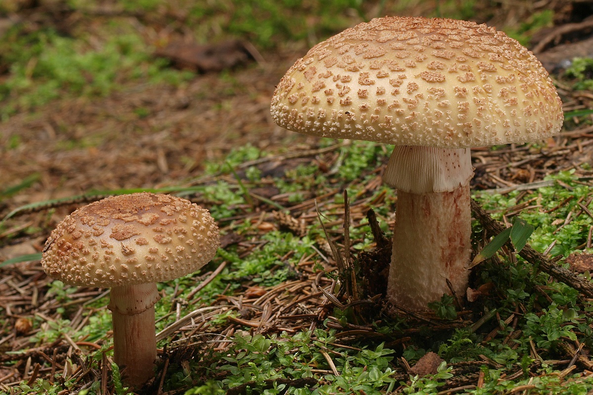 Sombrero de la Amanita rubescens