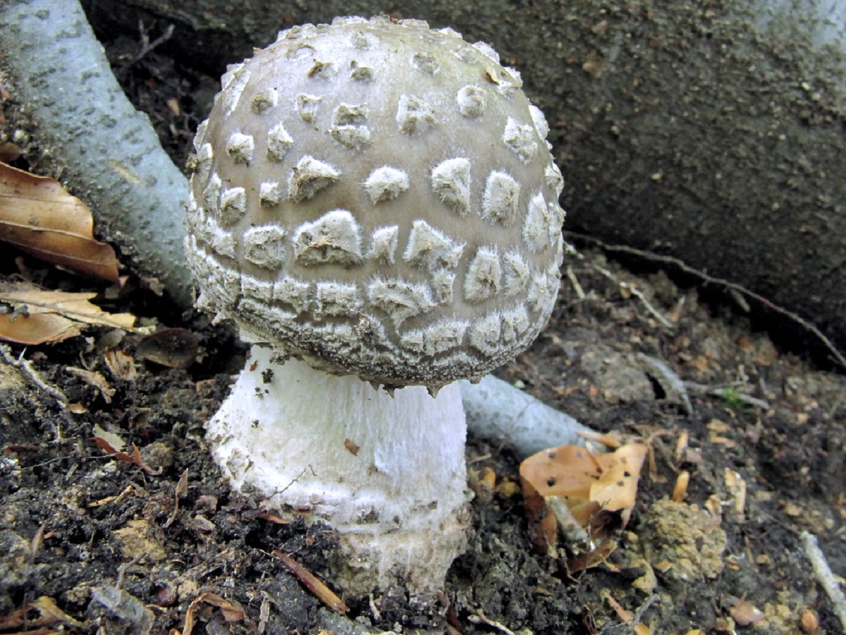 Amanita spissa variedad excelsa