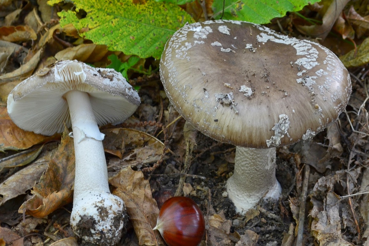 Amanita spissa