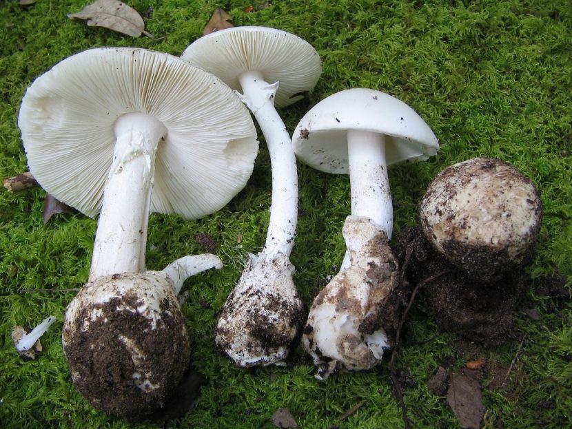 Amanita verna, seta blanca con volva en la base