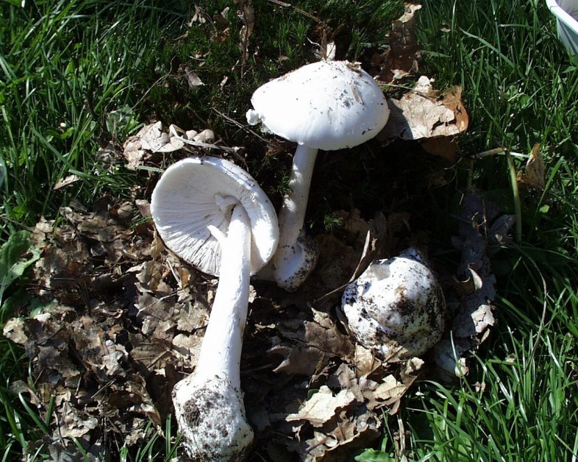 Ejemplar de Amanita virosa completamente blanco
