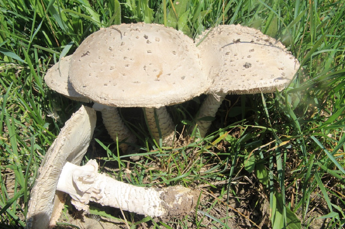 Amanita vittadinii