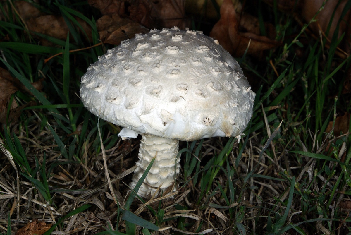 Amanita vittadinii