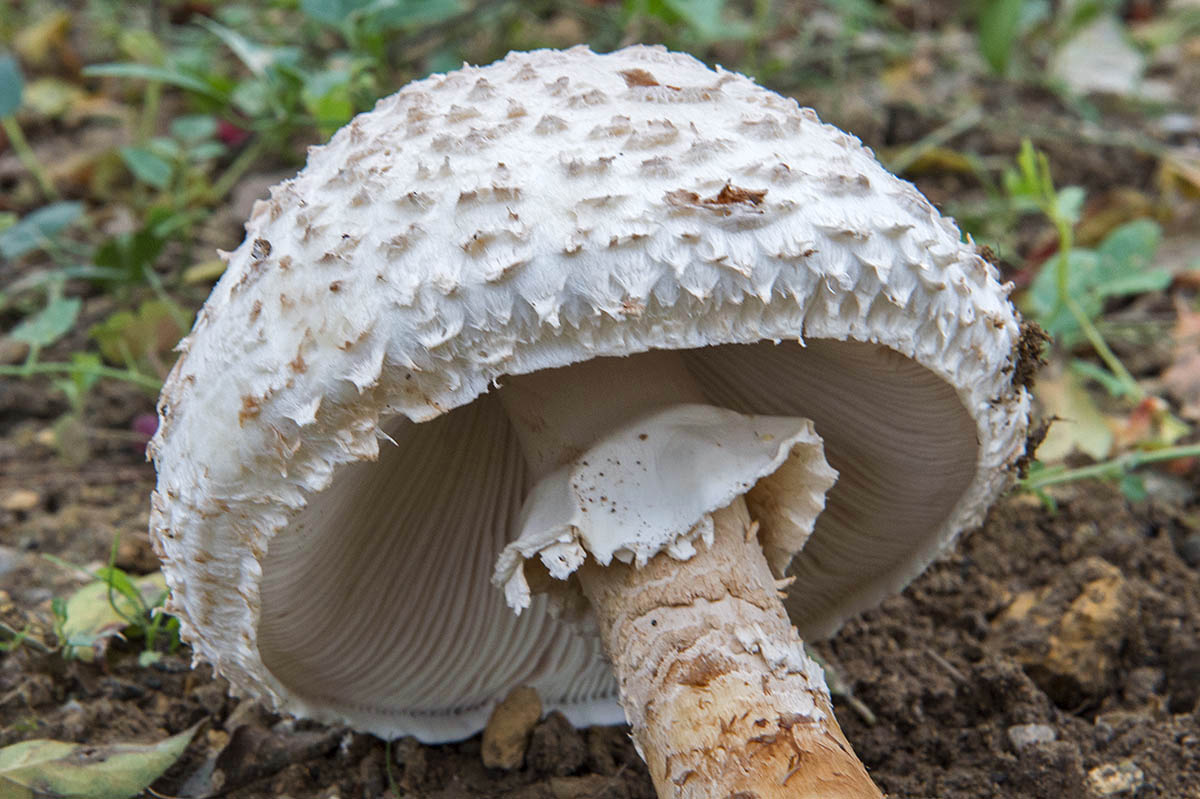 Sombrero de la Amanita vittadinii