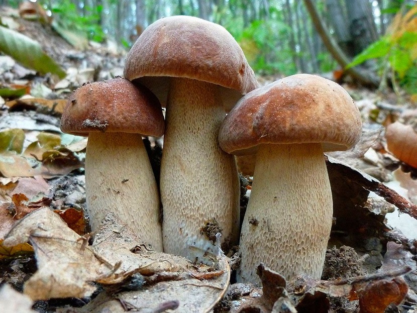 Boletus aestivalis