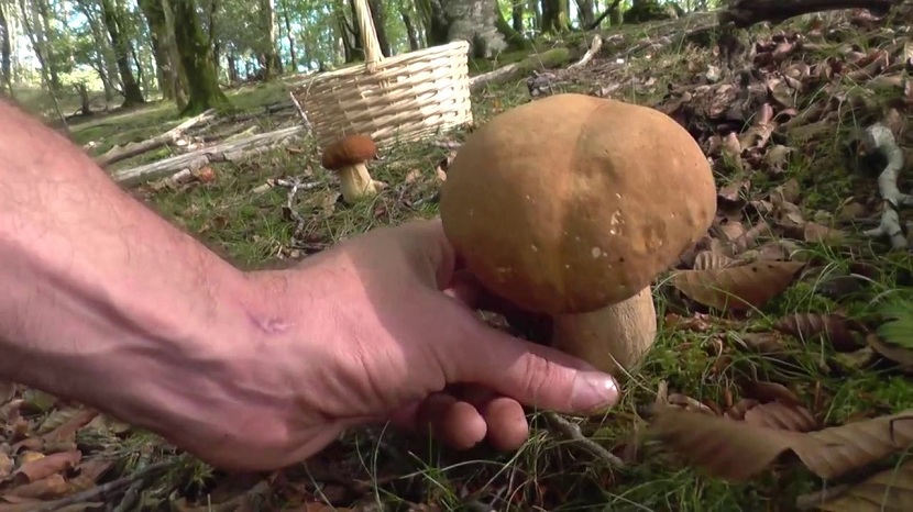 Recoleccion del Boletus aestivalis