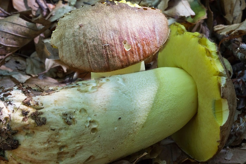 Boletus appendiculatus desarrollado