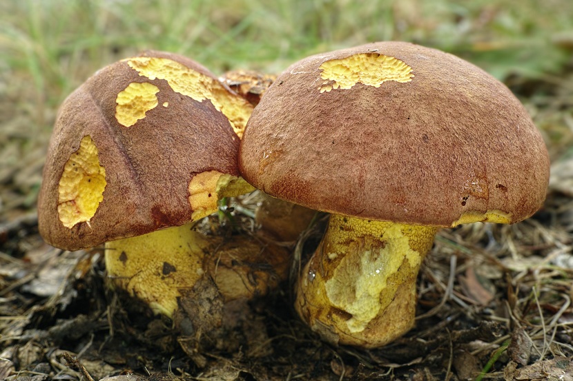 Seta mantequilla