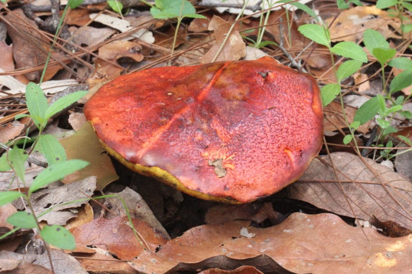 Boletus dupainii