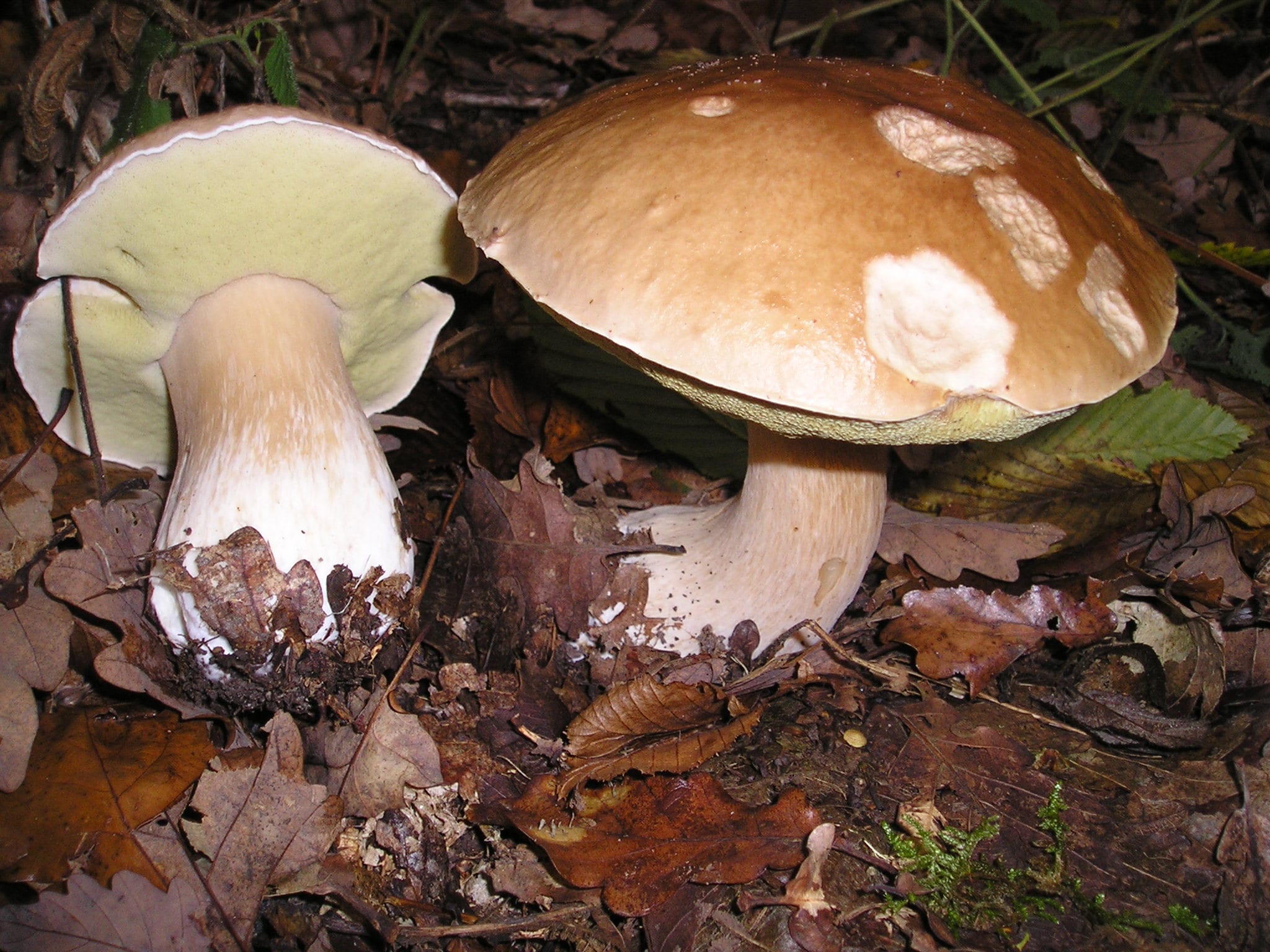 Boletus edulis con poros blancos y pie reticulado