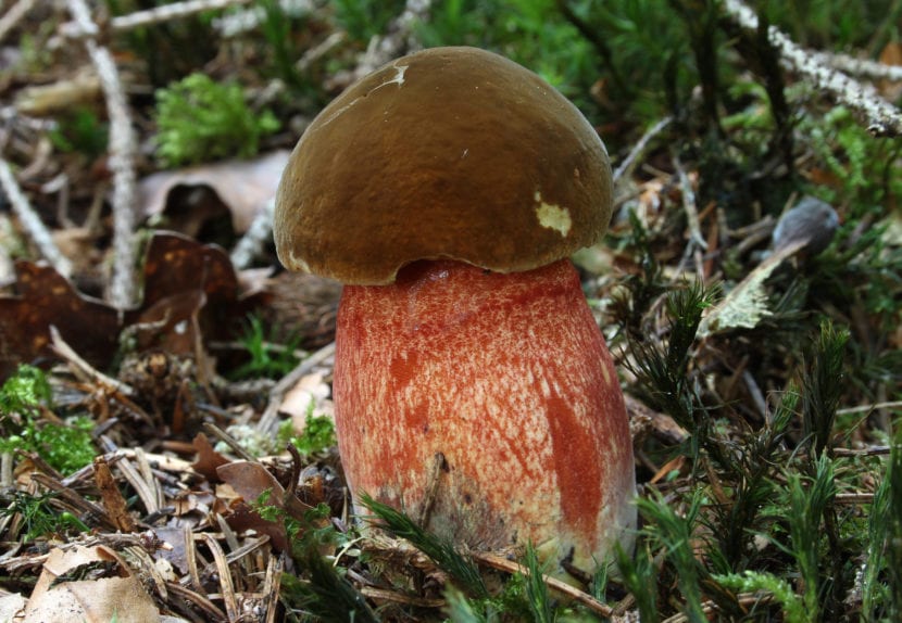 Boletus erythropus