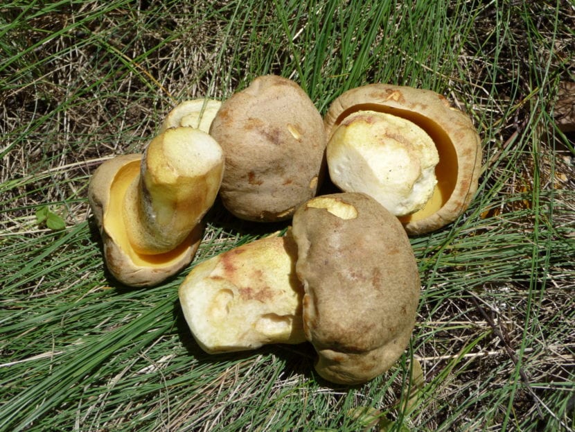 Boletus impolitus