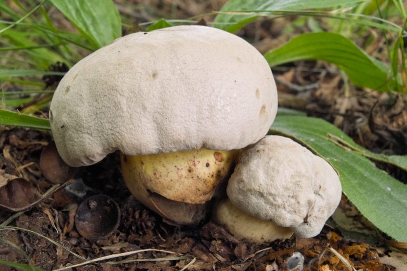 Boletus radicans