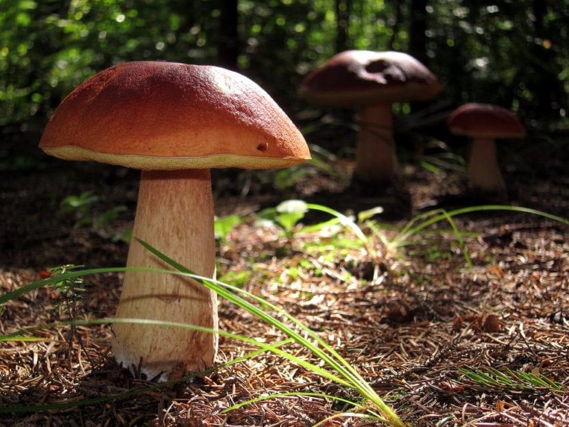 Boletus chippewaensis