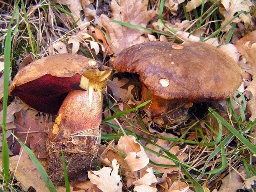 Boletus erythropus entero