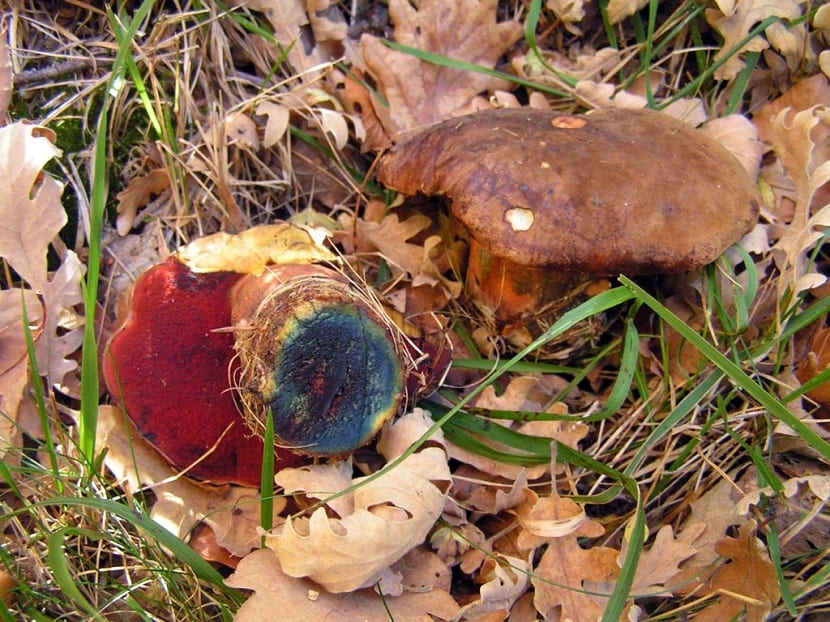 Boletus erythropus