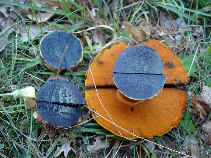 Corte del Boletus erythropus