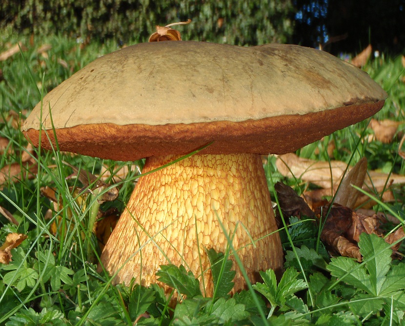 Boletus luridus crecido
