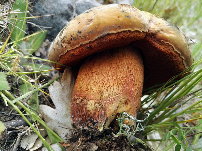Boletus luridus