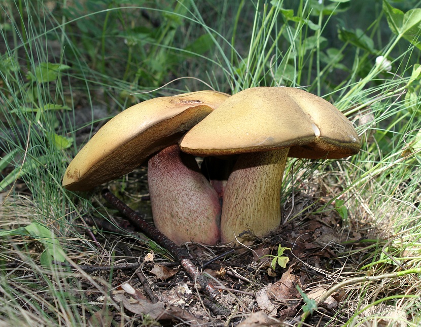 Características del Boletus laridus