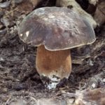 Boletus aereus