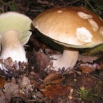 Boletus edulis