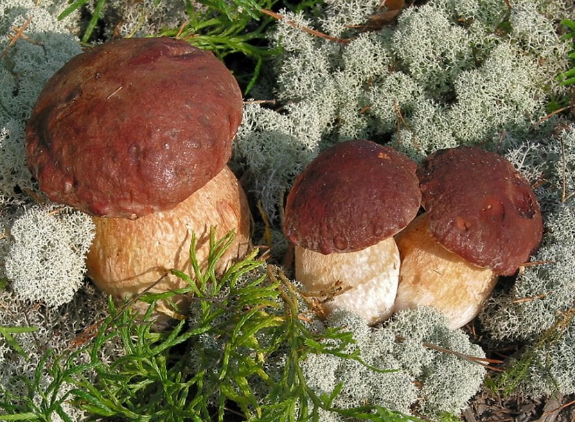 Boletus pinophilus