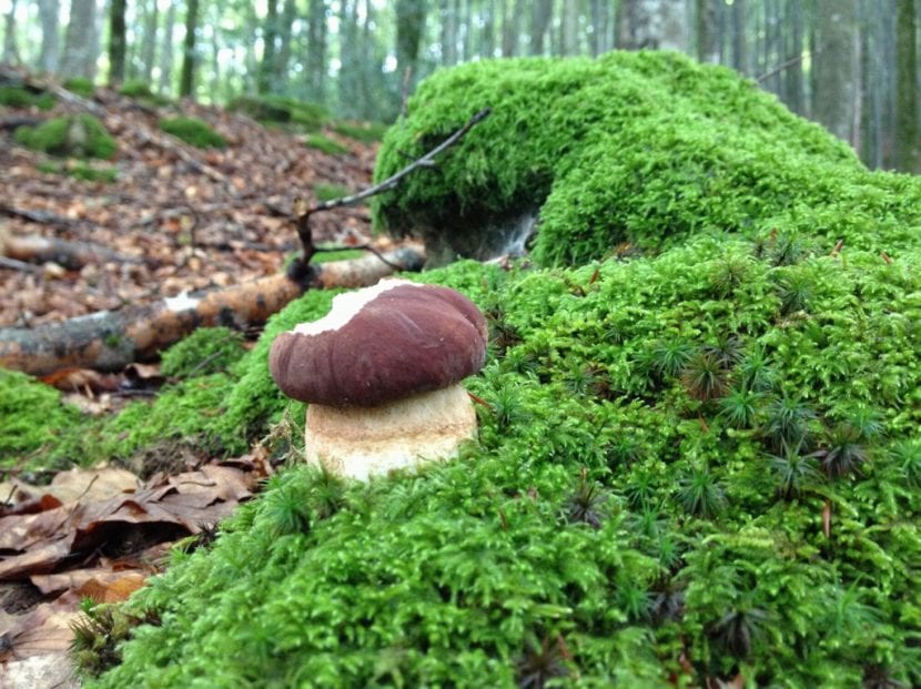 Boleto pinicola
