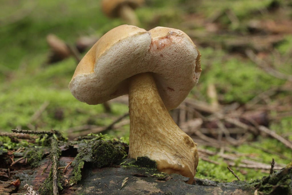 Tylopilus felleus, el boleto de hiel, con retículo oscuro y marcado en el pie