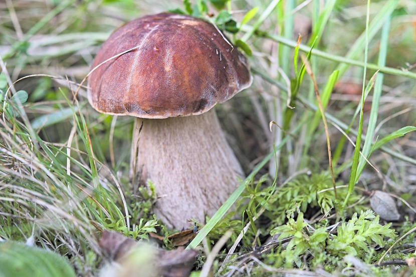 Cómo saber si una seta es comestible o venenosa
