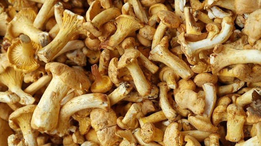 Recolección de setas