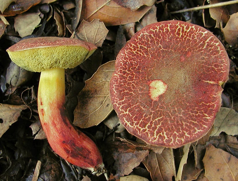 dos hongos cuyo nombres son Xerocomellus bubalinus