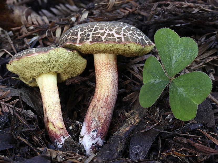 dos hongos llamados Xerocomellus chrysenteron