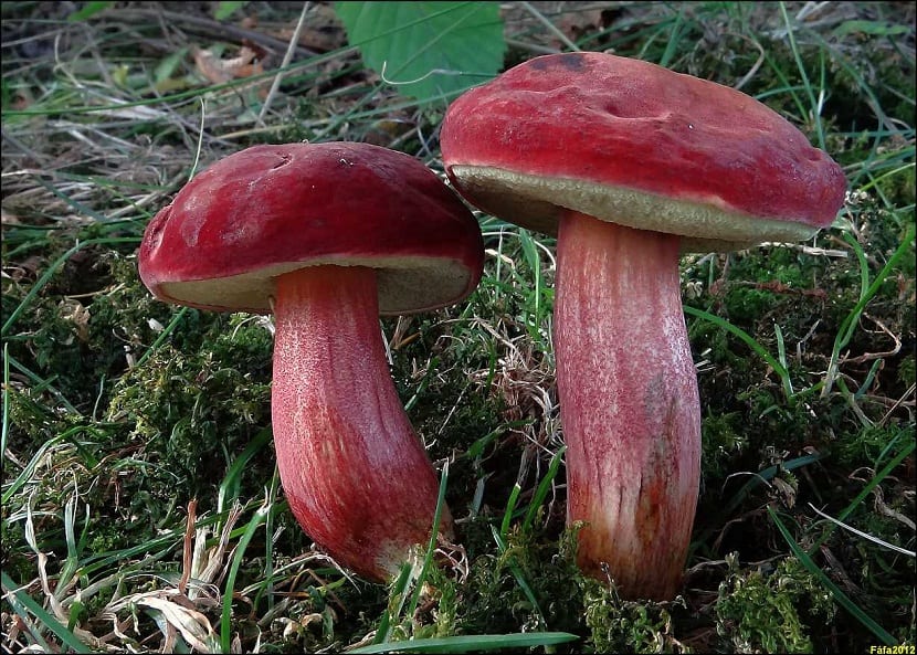 dos hongos llamados Xerocomellus rubellus