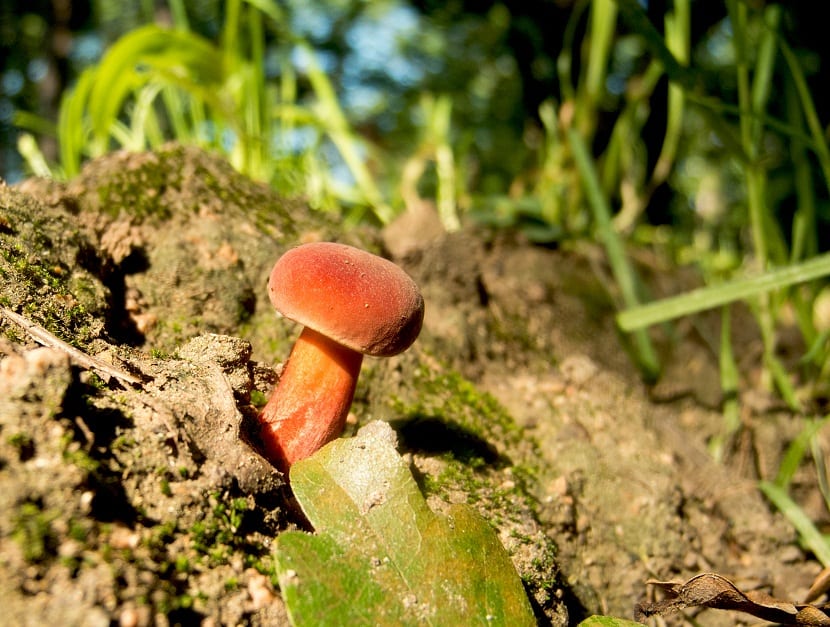 hongo que sobresale de la tierra