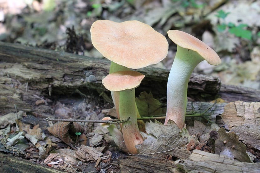 Cuidados del Pleurotus eryngii