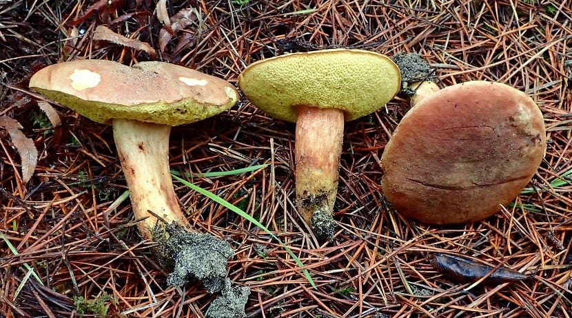 tres hongos llamados Xerocomus ferrugineus