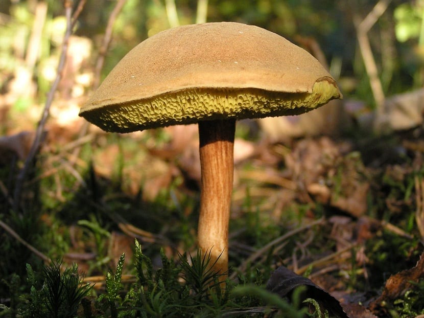 un hongo de tallo largo llamado Xerocomus illudens